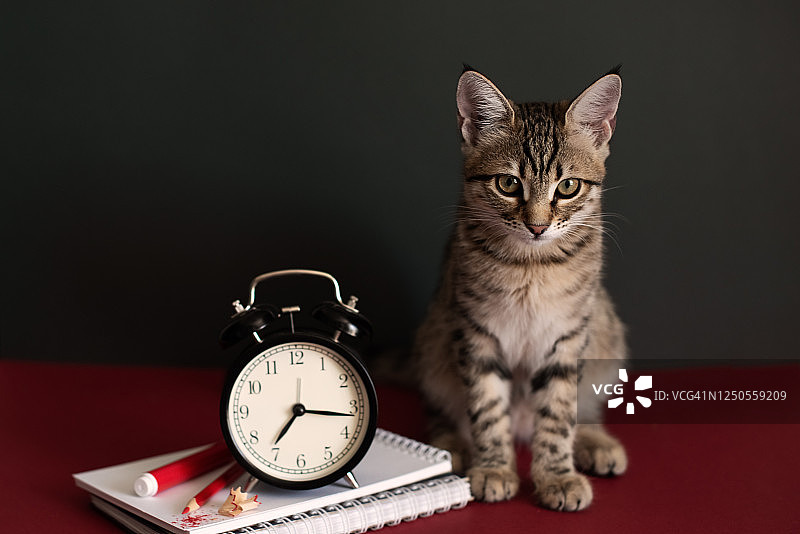 可爱的灰色毛茸茸的小猫，盛开的鲜花，旧书，铅笔，红苹果和一个在白色木制桌子上手写的记事本。欢迎来到学校图片素材