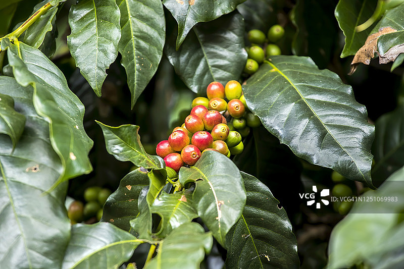 成熟的新鲜咖啡豆与咖啡叶生长在树上图片素材