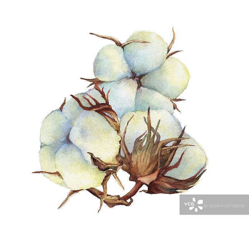 一组干燥蓬松的白色棉花花(也称为陆地棉或墨西哥棉)。手绘水彩画插图孤立的白色背景。图片素材