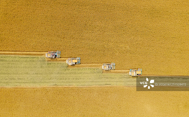 鸟瞰图联合收割机在黄稻田工作。图片素材