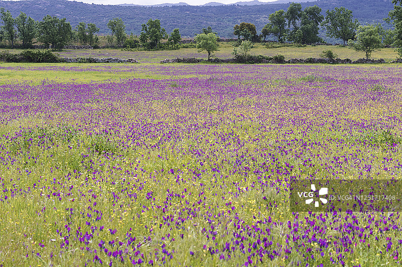 西班牙的春天草地上长满了法国薰衣草。图片素材