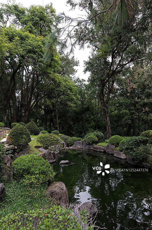 日本花园(Jardin Japones)和锦鲤池塘，Bosque Los Colomos，瓜达拉哈拉，Jalisco，墨西哥图片素材