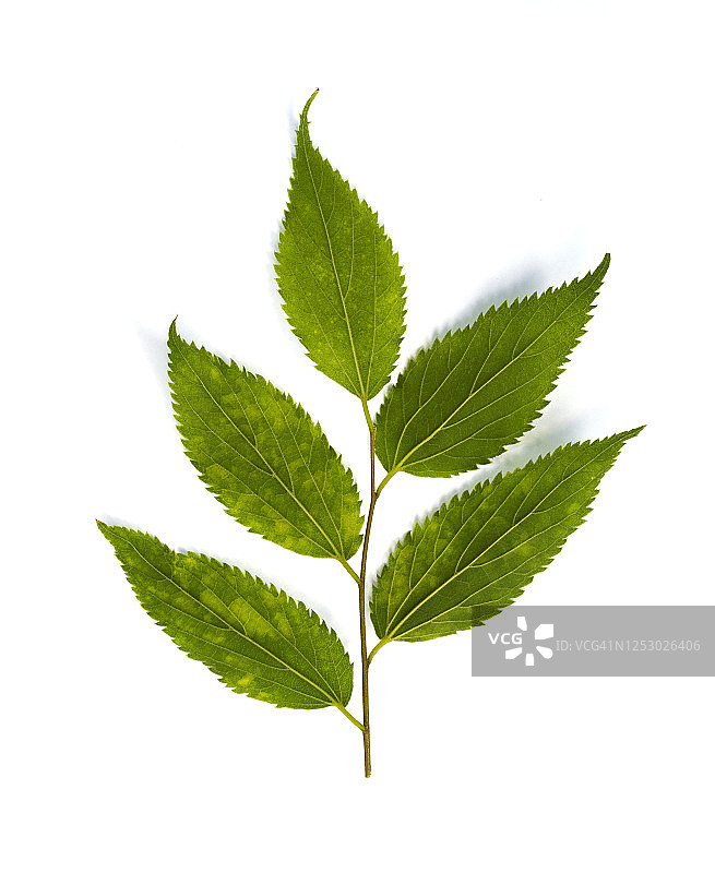 完整的画面，特写的树枝与绿色的叶子在一个白色的背景。图片素材