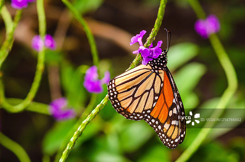 一只帝王蝶正在吃一种未开垦的野花图片素材