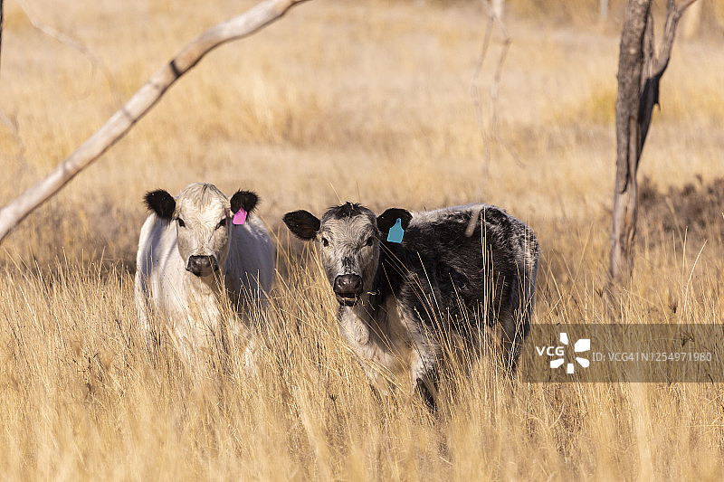 赫里福德肉牛站在高高的草丛中看着镜头图片素材