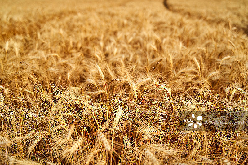 金黄成熟的麦穗在农田里准备收割。小麦丰收。农业和农学主题。景深浅图片素材