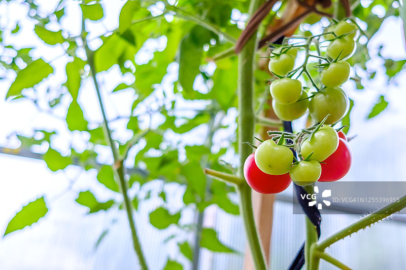 选择性地集中在温室的枝条上成熟的红色西红柿。在自家花园里种植有机绿色蔬菜。有一根树枝上结着红绿相间的西红柿果实。本空间图片素材