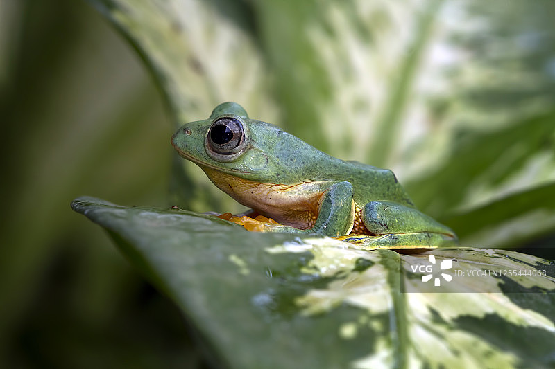 印度尼西亚叶子上的爪哇树蛙图片素材