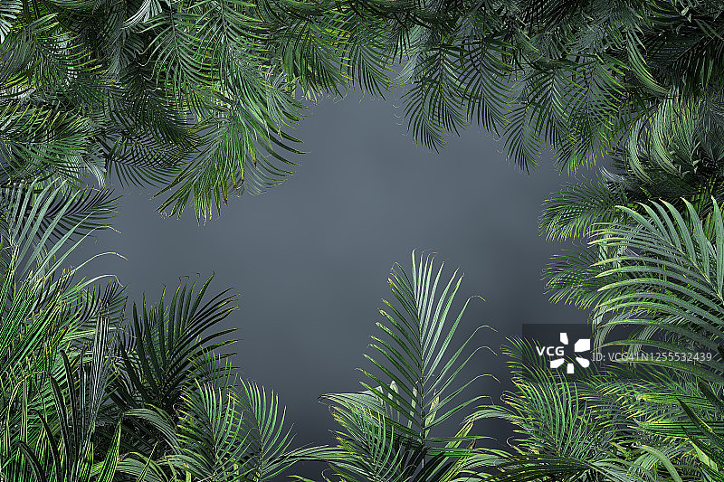 棕榈树的叶子在黑暗的雾中图片素材