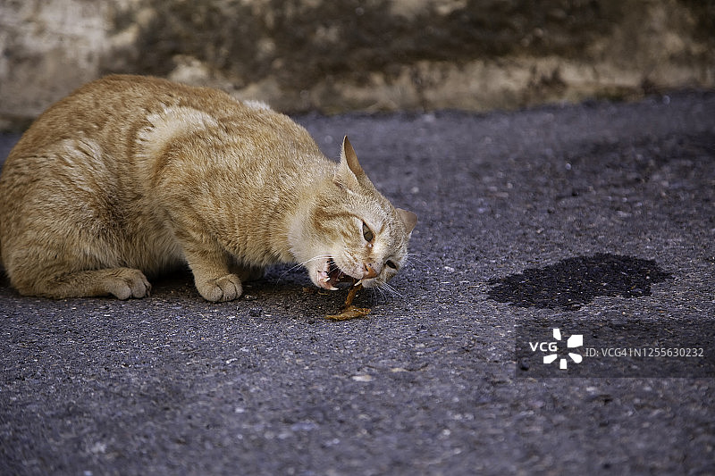 流浪猫吃图片素材
