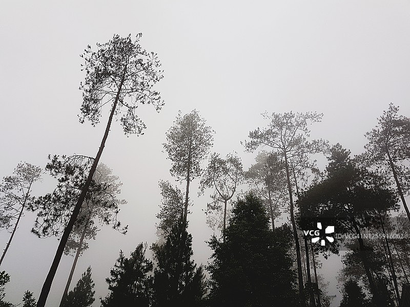 低角度的树木对抗雾图片素材