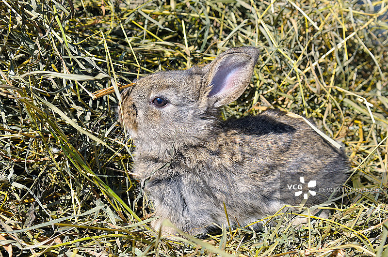 可爱的小兔子家养宠物，长耳朵和蓬松的皮毛坐在天然干草图片素材