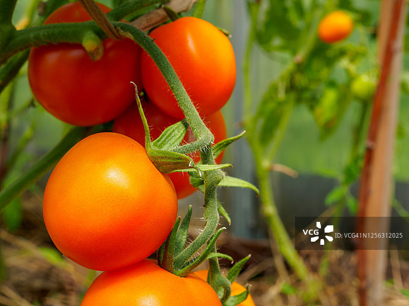 选择性地集中在温室的枝条上成熟的红色西红柿。在自家花园里种植有机绿色蔬菜。本空间图片素材