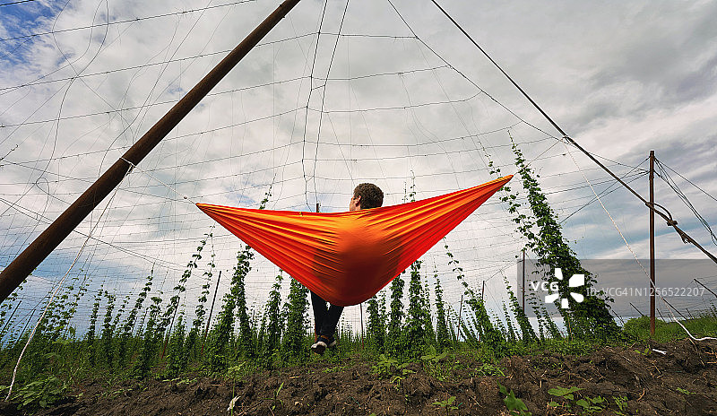 罗马尼亚，一名年轻人躺在啤酒花田的吊床上。图片素材