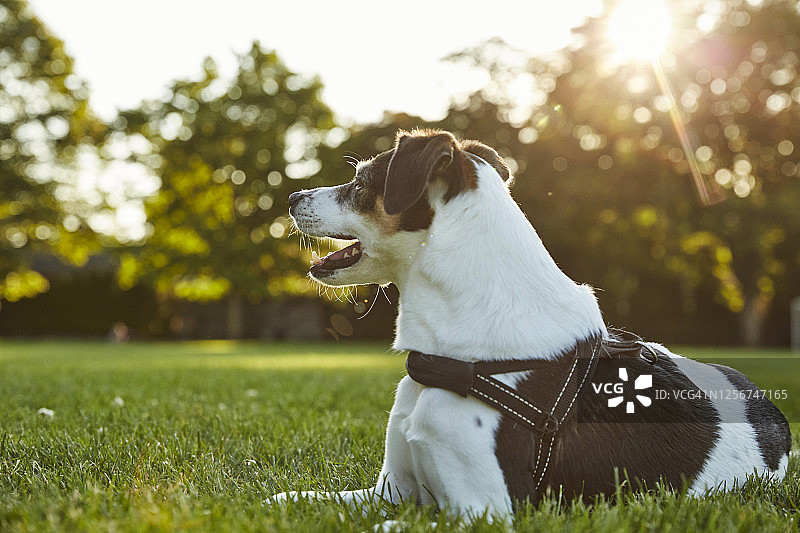 一只狗坐在公园的草地上看日落。图片素材