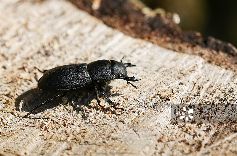 在英国的森林里，一只小雄鹿甲虫，在一根腐烂的原木上。图片素材