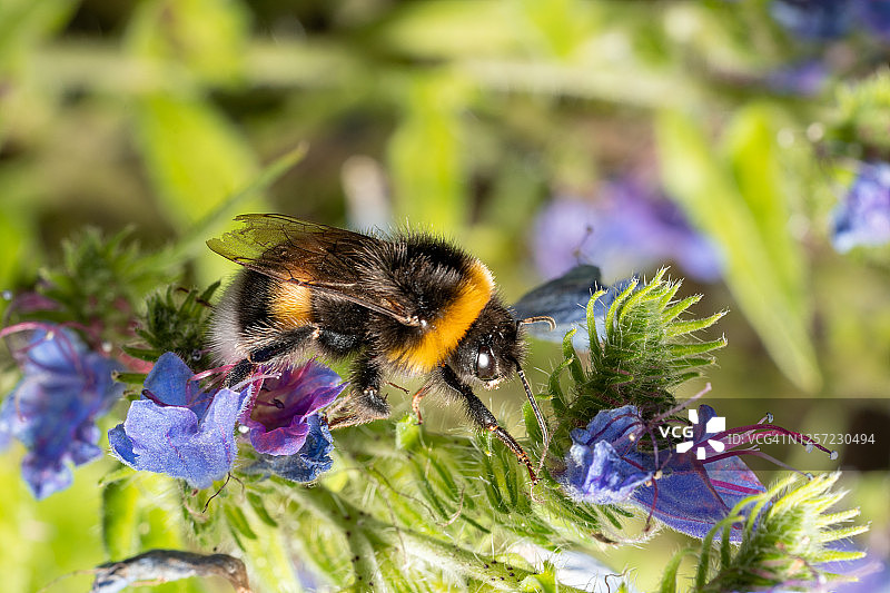 一只大黄蜂在一朵蓝色的花上采集花蜜。图片素材