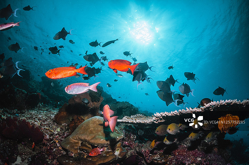 水下有珊瑚和鱼的景象，鱼在五彩缤纷的珊瑚礁之间游动图片素材