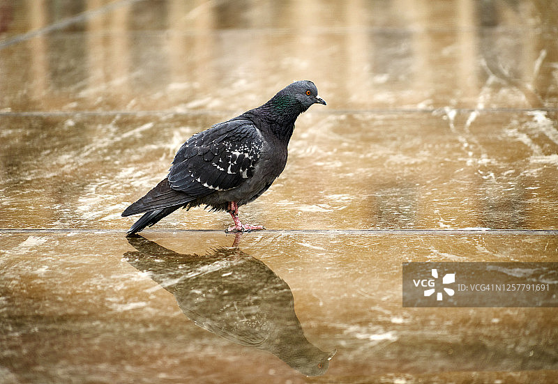 鸽子站在雨中的水坑里，街景真实。图片素材