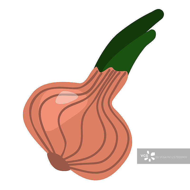 矢量插图的洋葱图标平面设计。白色背景上的一个洋葱，图标，孤立对象的插图。素食主义，健康食品，有机蔬菜。书籍，杂志和网站图片素材