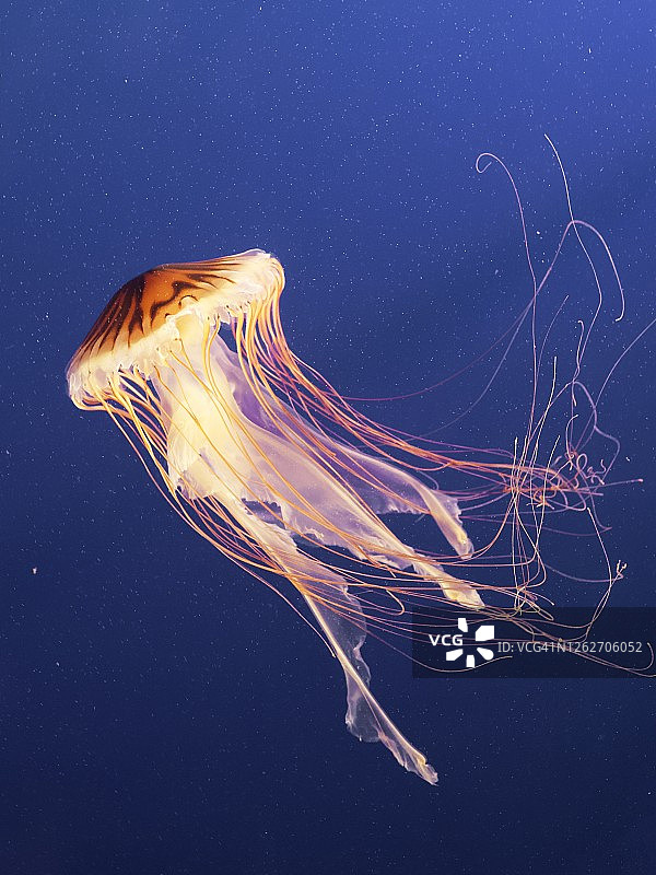 狮子水母平静地漂浮在水下海洋中图片素材