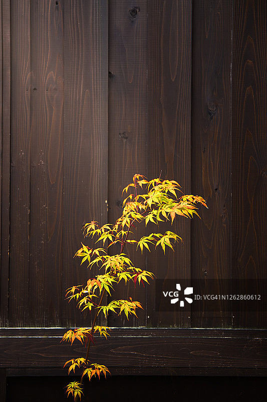 秋天在日本落叶。图片素材