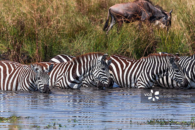 口渴的斑马从水坑里喝水图片素材