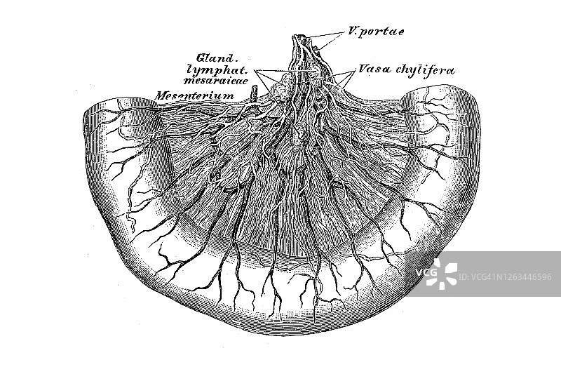 小肠管中的乳糜管图片素材