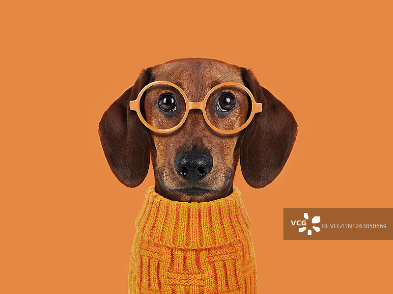 戴着橙色眼镜的搞笑狗图片素材