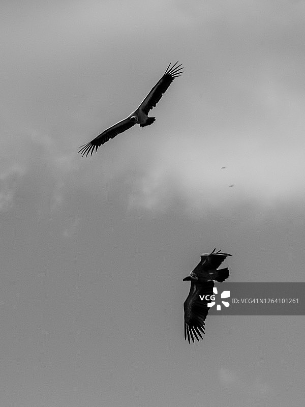 在黑白中飞行的秃鹫图片素材