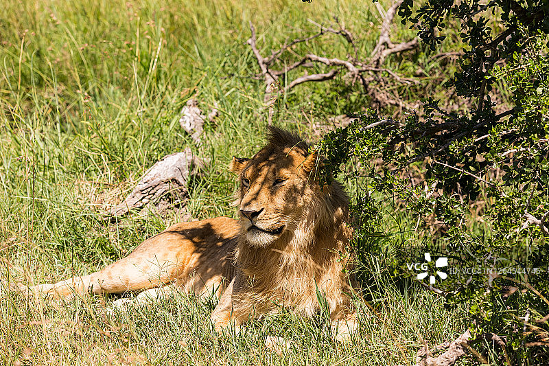 小狮子在野生动物的阴凉处休息图片素材