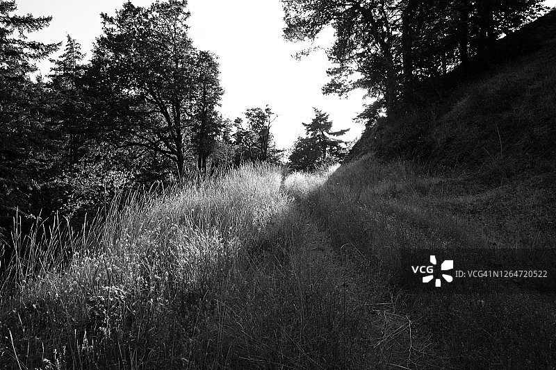 穿过草地的黑白小路——光和影图片素材