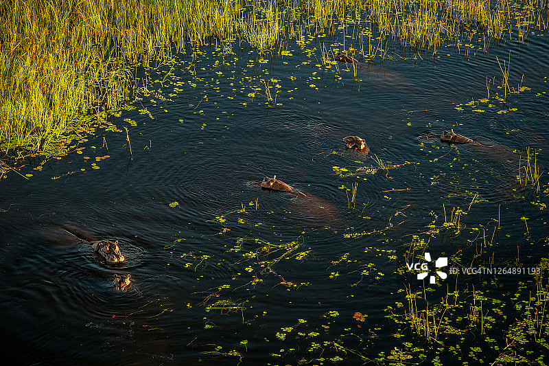 这是河马的鸟瞰图(河马两栖)在睡莲和河芦苇之间的水在奥卡万戈三角洲，博茨瓦纳图片素材