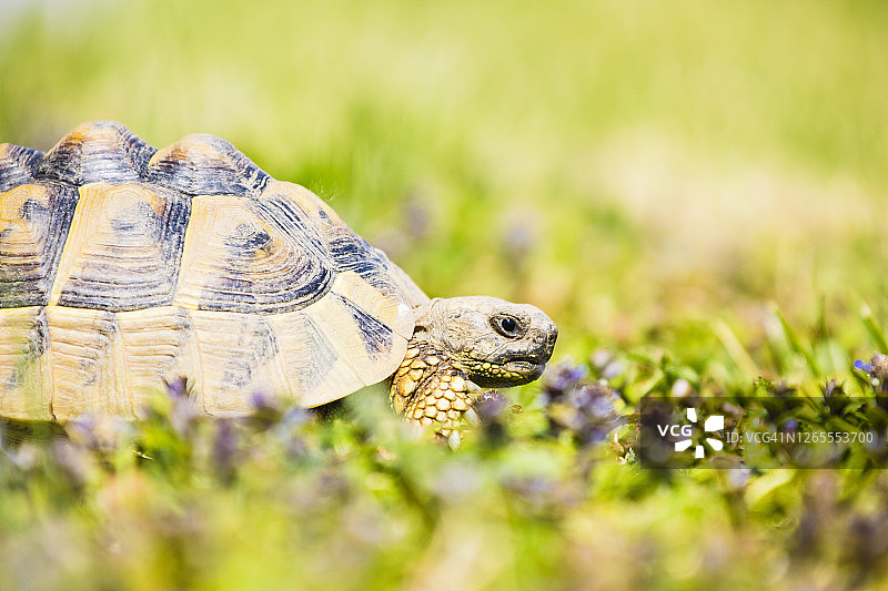 近距离观察一只赫尔曼龟在意大利伦巴第的草地上移动图片素材