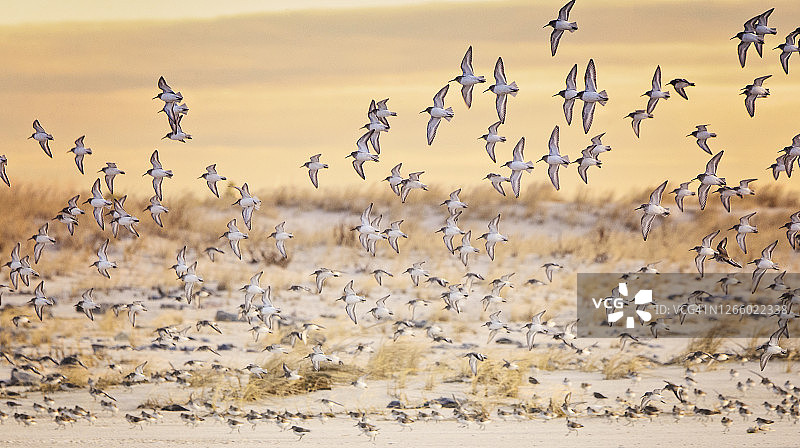 美丽柔和的鸟类全景在琼斯海滩飞行，长岛图片素材