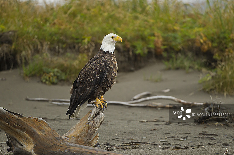 成年秃鹰栖息在加拿大的海滩上图片素材