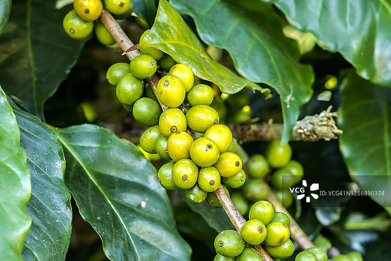 咖啡豆，咖啡树，新鲜咖啡，生咖啡图片素材