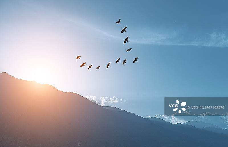 一大群海鸥在夕阳的天空中飞翔图片素材