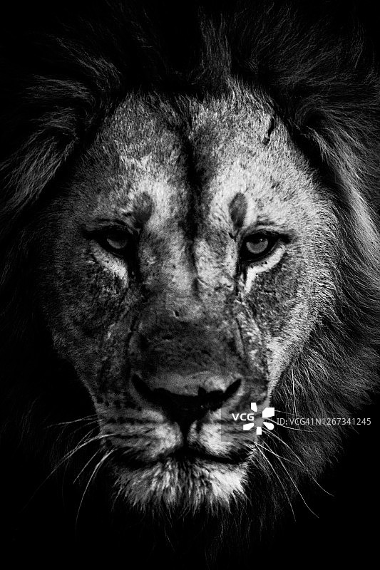在波斯瓦纳丘比的黑白雄狮肖像照片图片素材