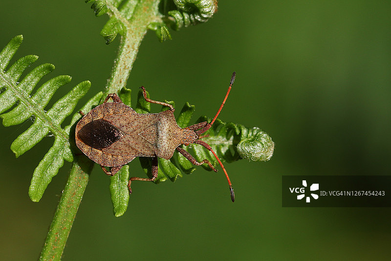 在林地的边缘，一种叫做边缘黑尾蝽(Coreus marginatus)的黑尾蝽栖息在一片欧洲蕨类植物的叶子上。图片素材