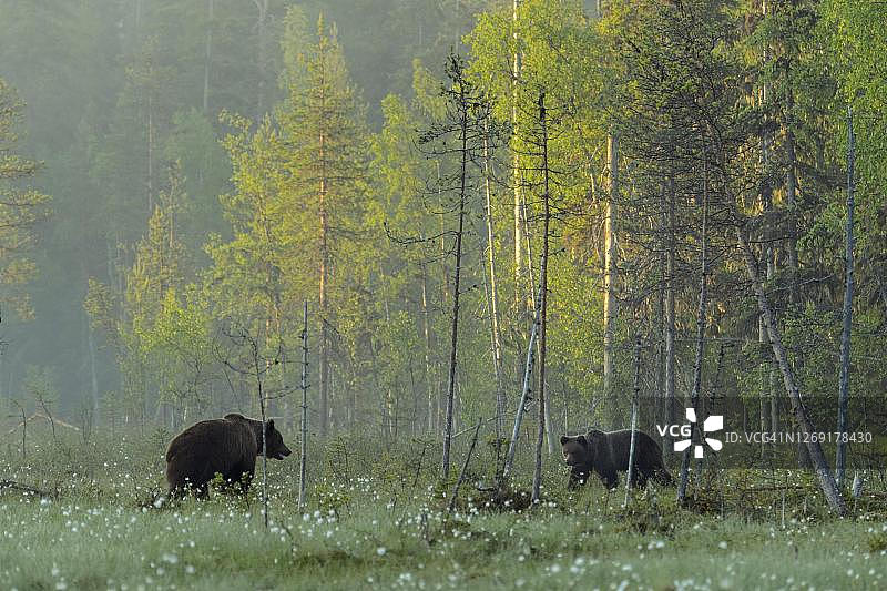 在芬兰卡累利阿的Suomussalmi的一个北方针叶林的边缘，两个(熊)在一个有结果的棉花草的沼泽里图片素材