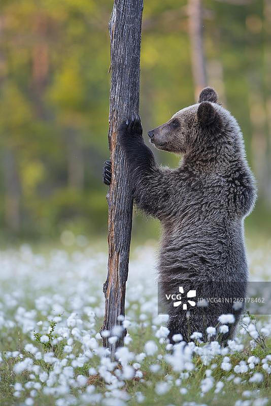 芬兰卡累利阿，斯匹尔，苏乌萨米，一棵结满棉花草的沼泽树上的棕熊图片素材