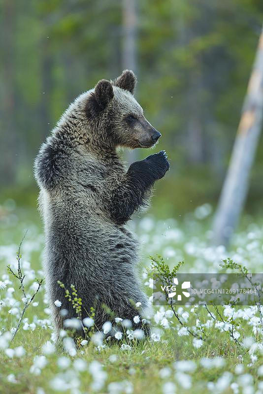 在芬兰卡累利阿的苏乌萨米，棕熊直立地站在长满棉花草的沼泽里图片素材