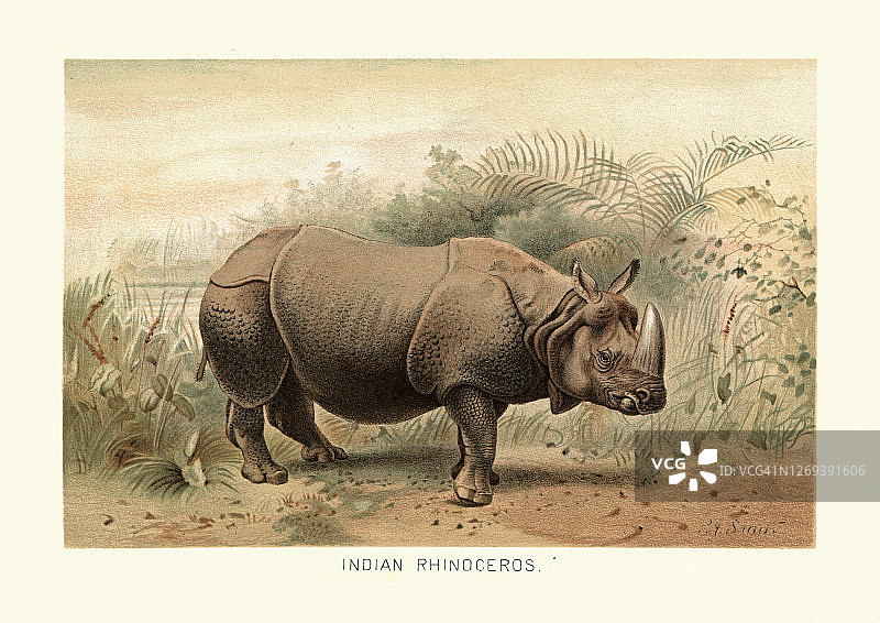 印度犀牛(独角犀牛)，野生动物艺术版画图片素材