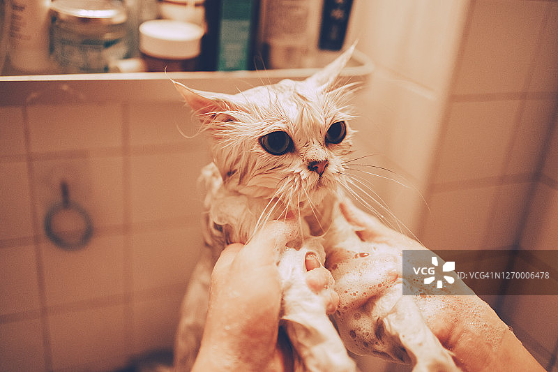 在浴缸里给猫洗澡的女人图片素材