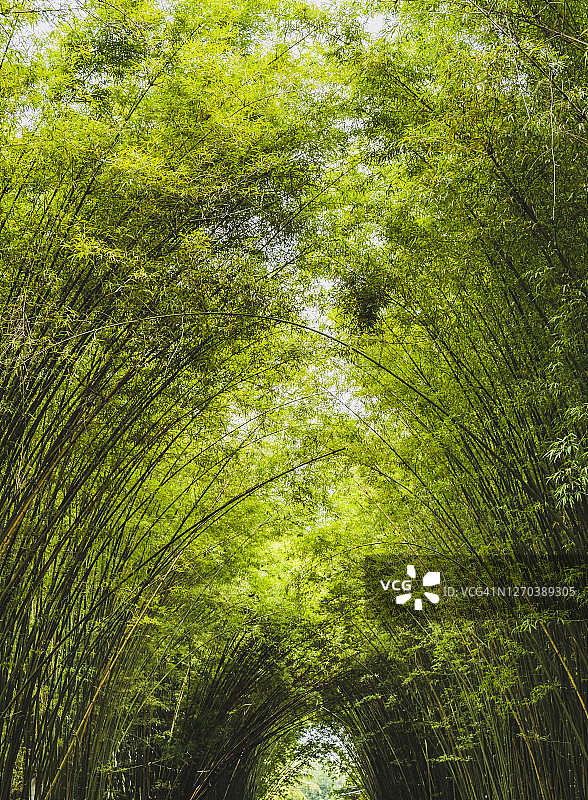 竹林，亚洲的竹林图片素材