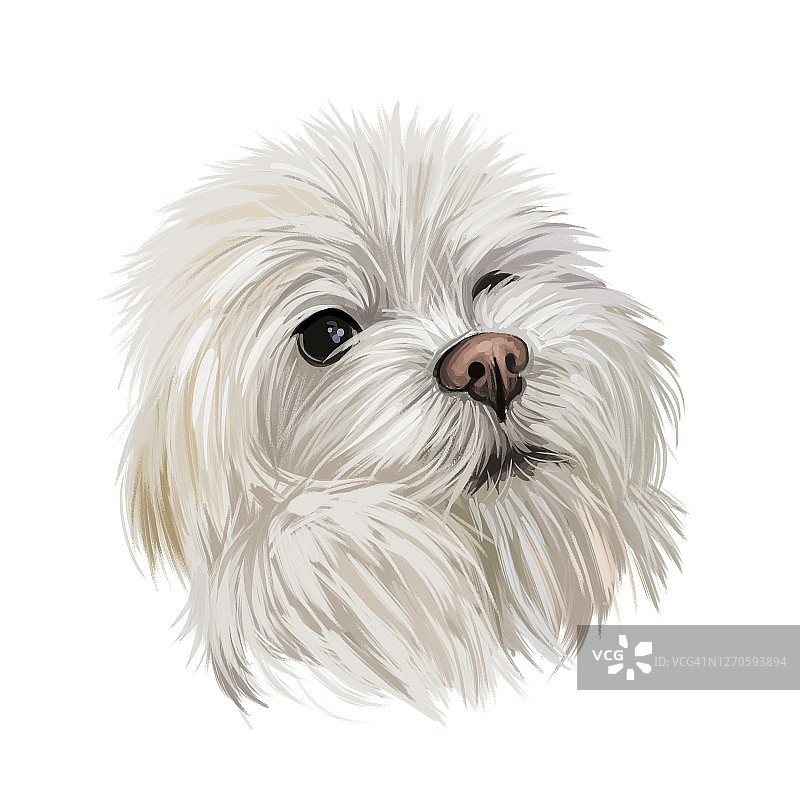 马耳他犬科动物maelitacus玩具狗数字艺术插图。小宠物原产于意大利，意大利品种。纯种白毛幼犬家养动物哺乳动物侧面画像图片素材