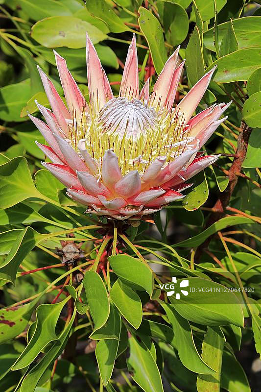 南南非，哈罗德波特国家植物园图片素材