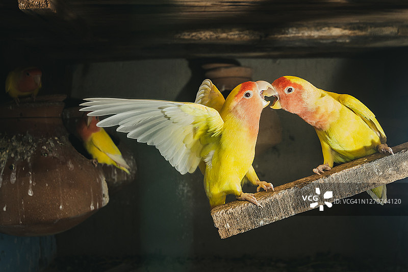 Lutino Lovebird - Peach -Faced Lovebird 变种图片素材