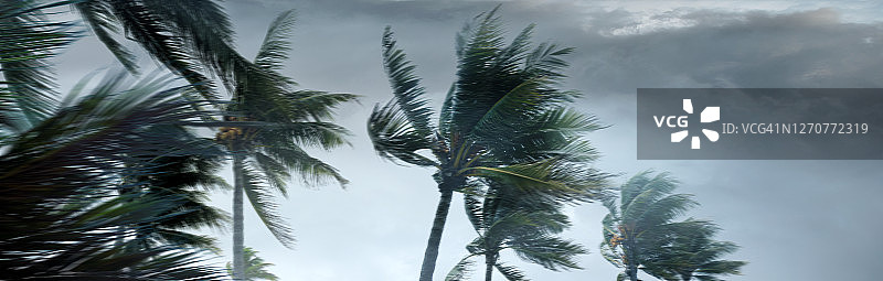 风暴云上的热带风暴和棕榈树图片素材